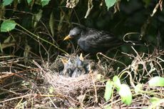 Amsel-4-Tag-6.jpg